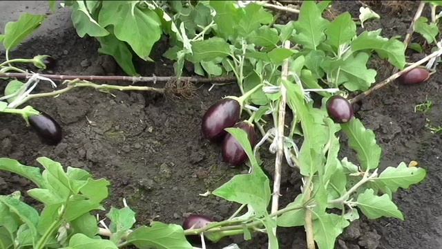 Последние баклажаны