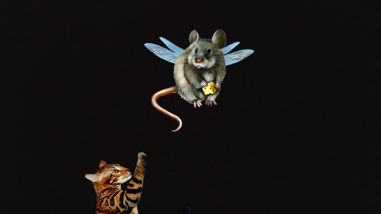 бенгальская кошка видео