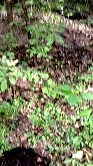 Нашли в лесу. Какого животного оно.