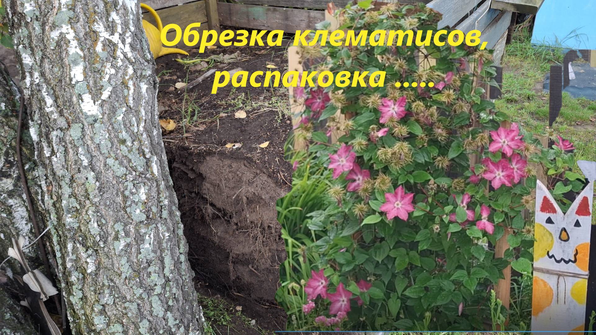 Обзор осенних цветов, обрезка клематисов и распаковка 😊 компостного ящика.#103