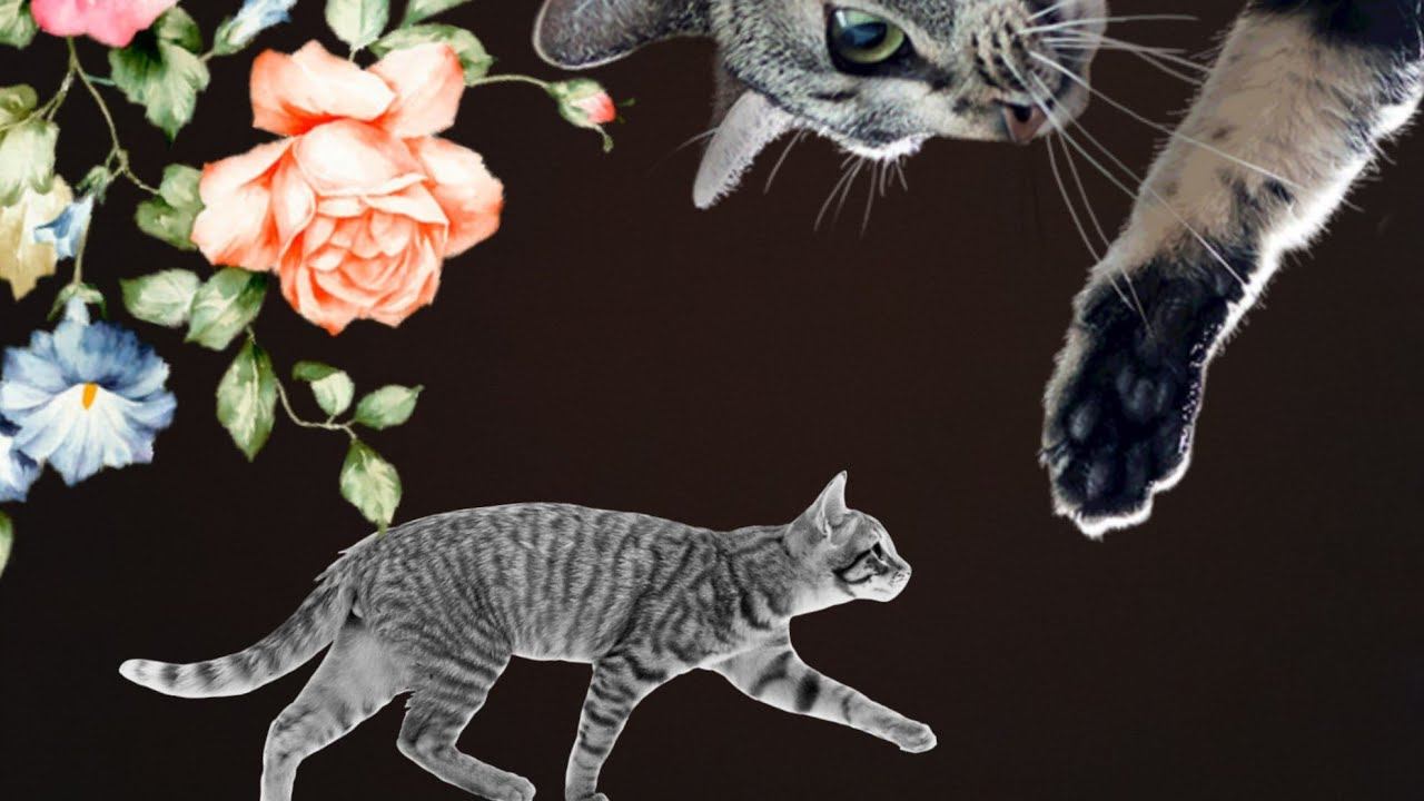 Кошки)) Сид и Ненси