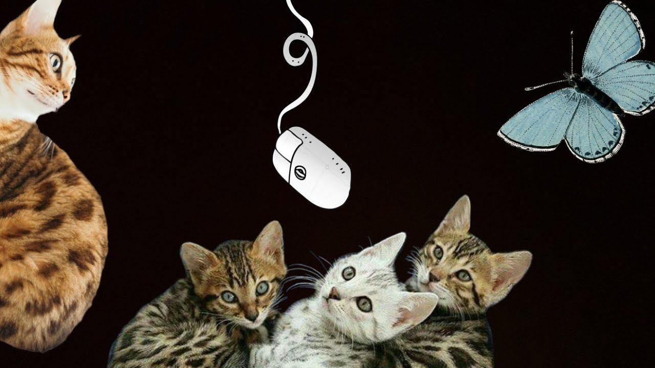 Котята играют