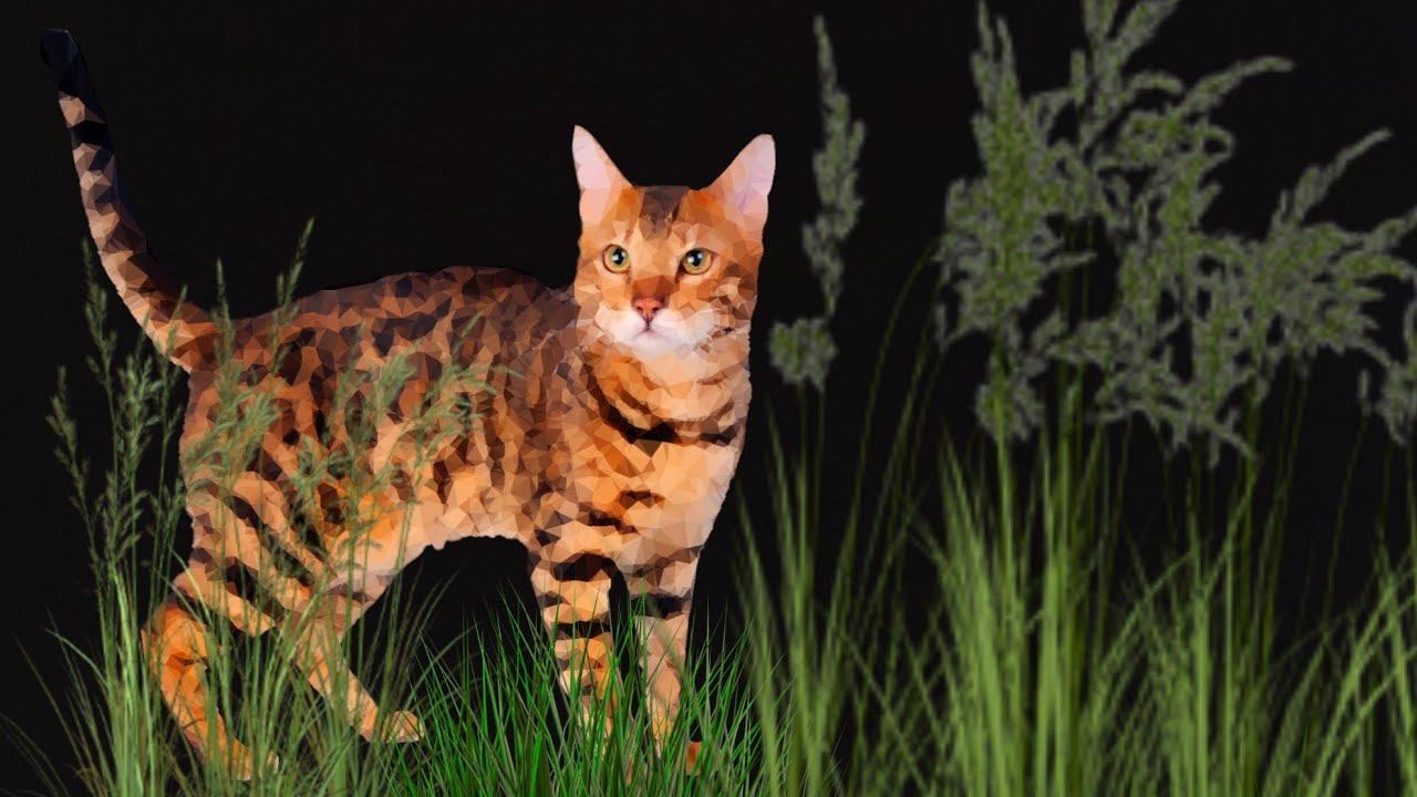 Бенгал взрослый