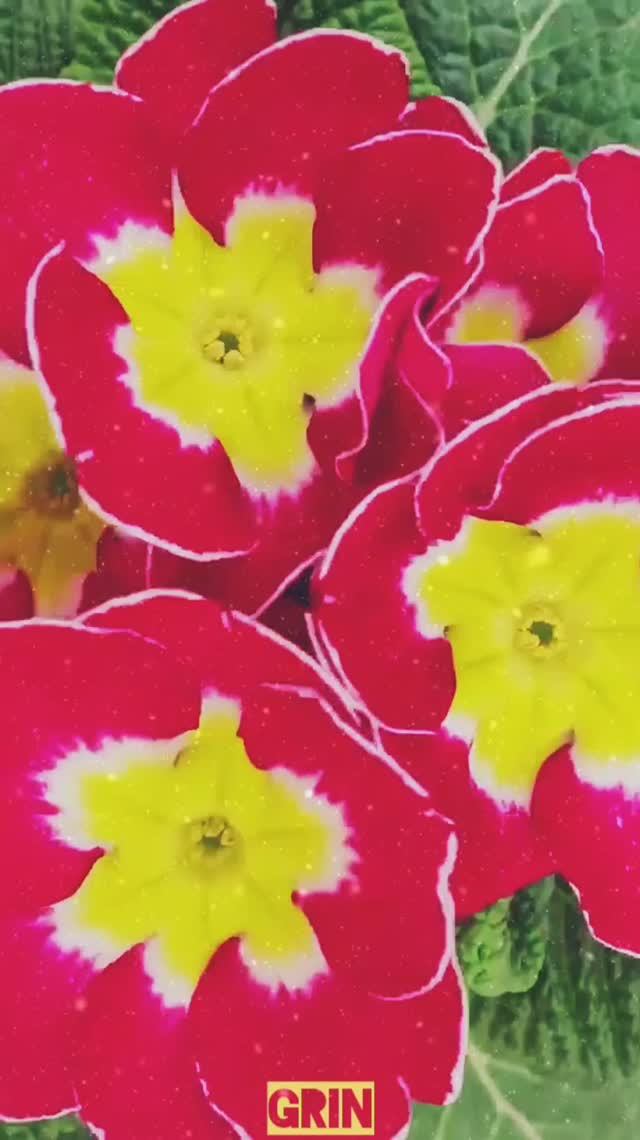 Цветы - это рай на Земле🌼🏵️🌸