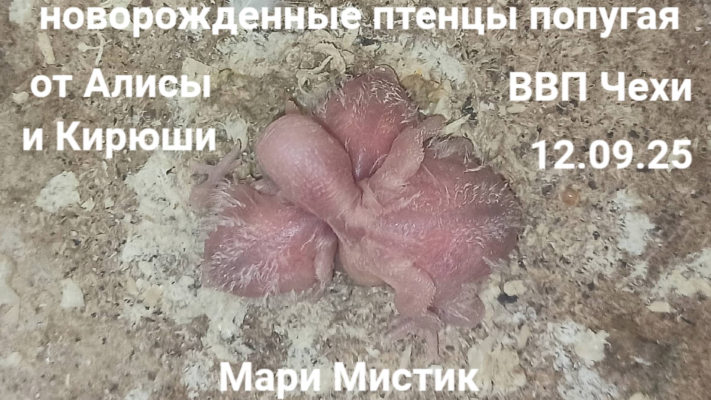 Вылупился ТРЕТИЙ птенец от Алисы и Кирюши 12/09/25 #ввп_чехи_попугаи