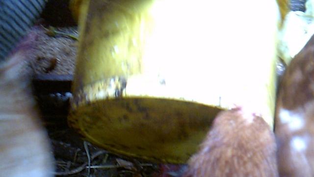 Кормление курочек 12 сентября 2025