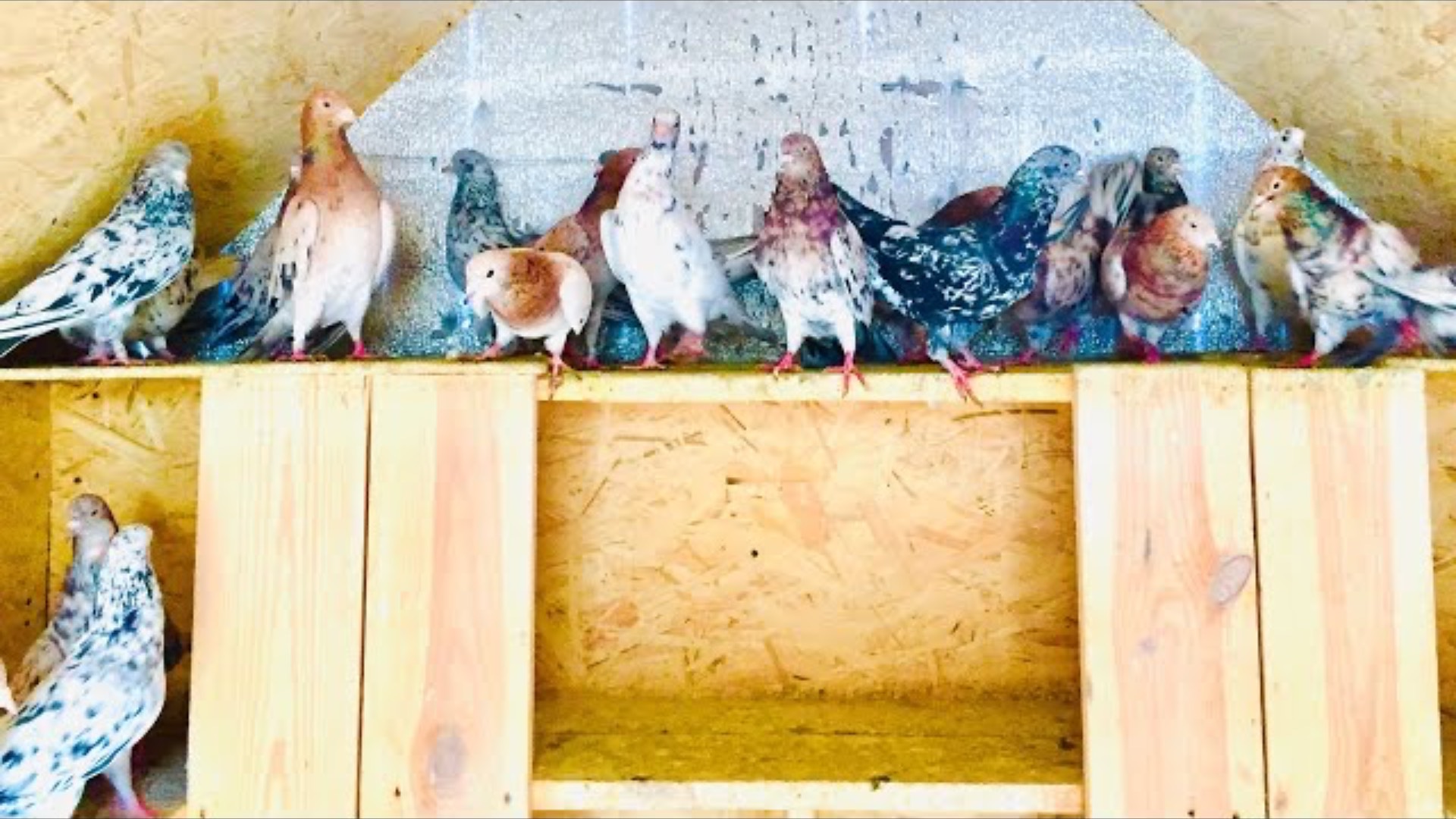 Бакинские Голуби Мраморные! Самцы на племя 2021 г / Baku Pigeons Marble! Males per tribe 2021 god!