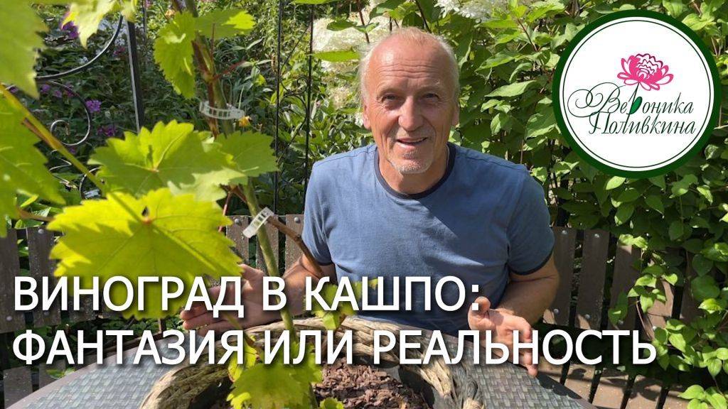 Виноград в кашпо - фантазия или реальность