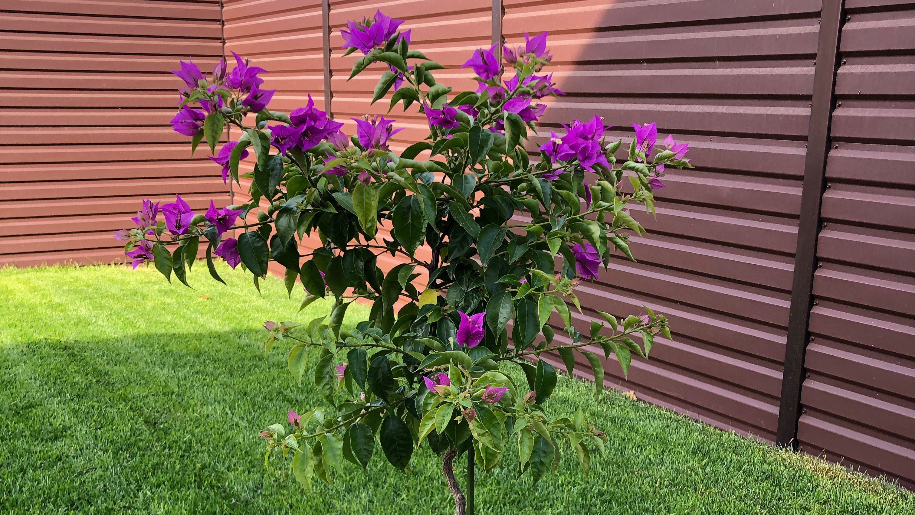 Бугенвиллея на штамбе из черенка за 2 года #Bougainvillea #bougainvilleacuttings #flowers