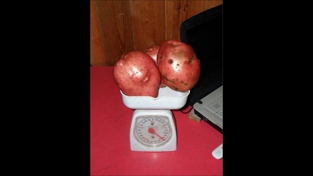 Картофель сорт КРАСНЫЙ, ПОЗДНИЙ, НАРОДНОЙ СЕЛЕКЦИИ