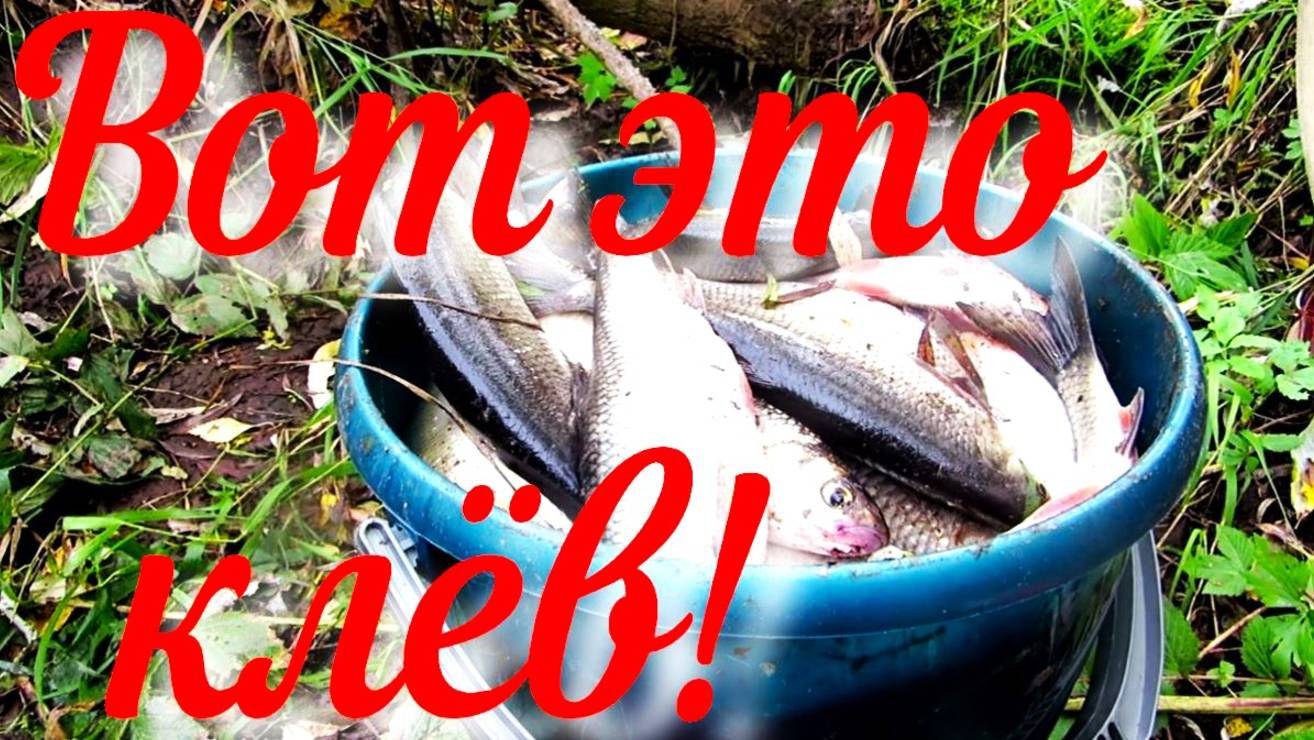 Рыбалка на таёжной реке клёв не оторваться реабилитация Аркана восстанавливается после операции