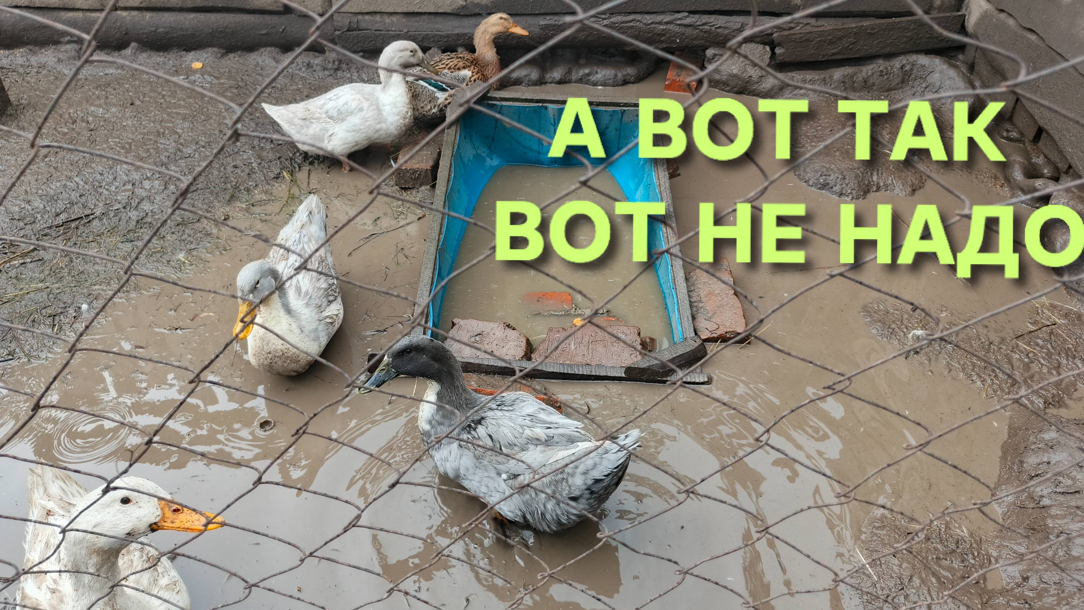 Ни в коем случае не запускай уток до такого