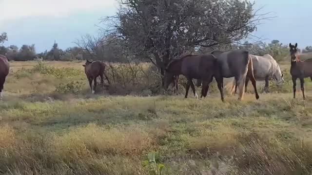 АРАБАТСКАЯ СТРЕЛКА:ПРИРОДА И ЛОШАДИ ПО ПУТИ НА МОРЕ