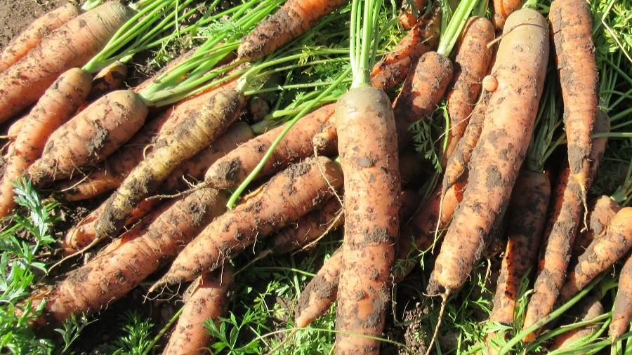 Какой выросла морковь для длительного хранения Перфекция в сенябре 2025 г
