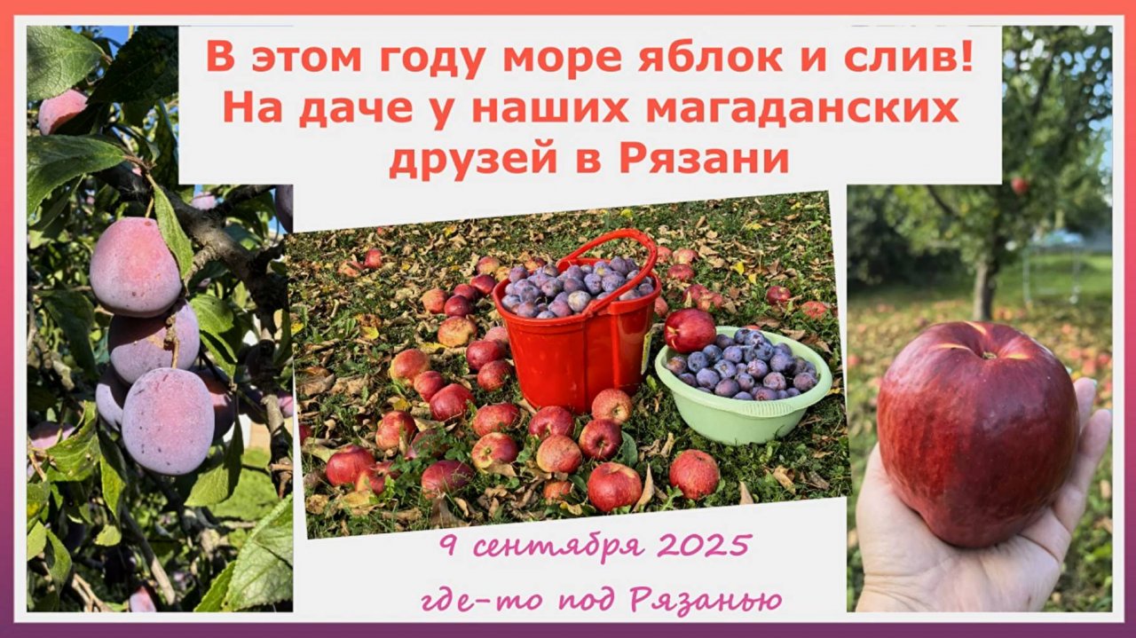 В этом году море яблок и слив! На даче у магаданских друзей в Рязани. 9 сентября 2025