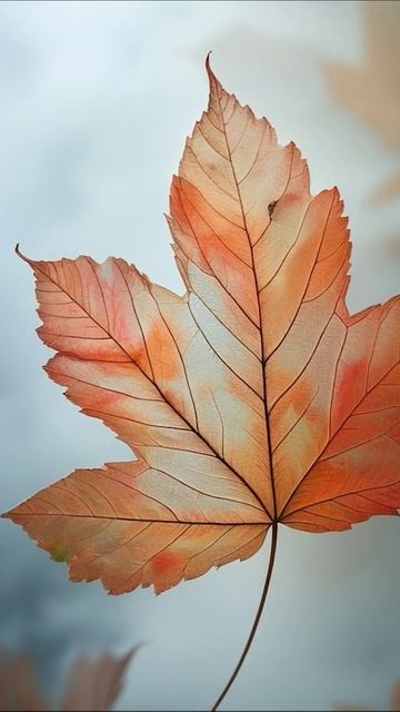 Мне, пожалуйста, осень... Стихи: Алеся Синеглазая