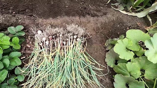 Уборка ярового чеснока