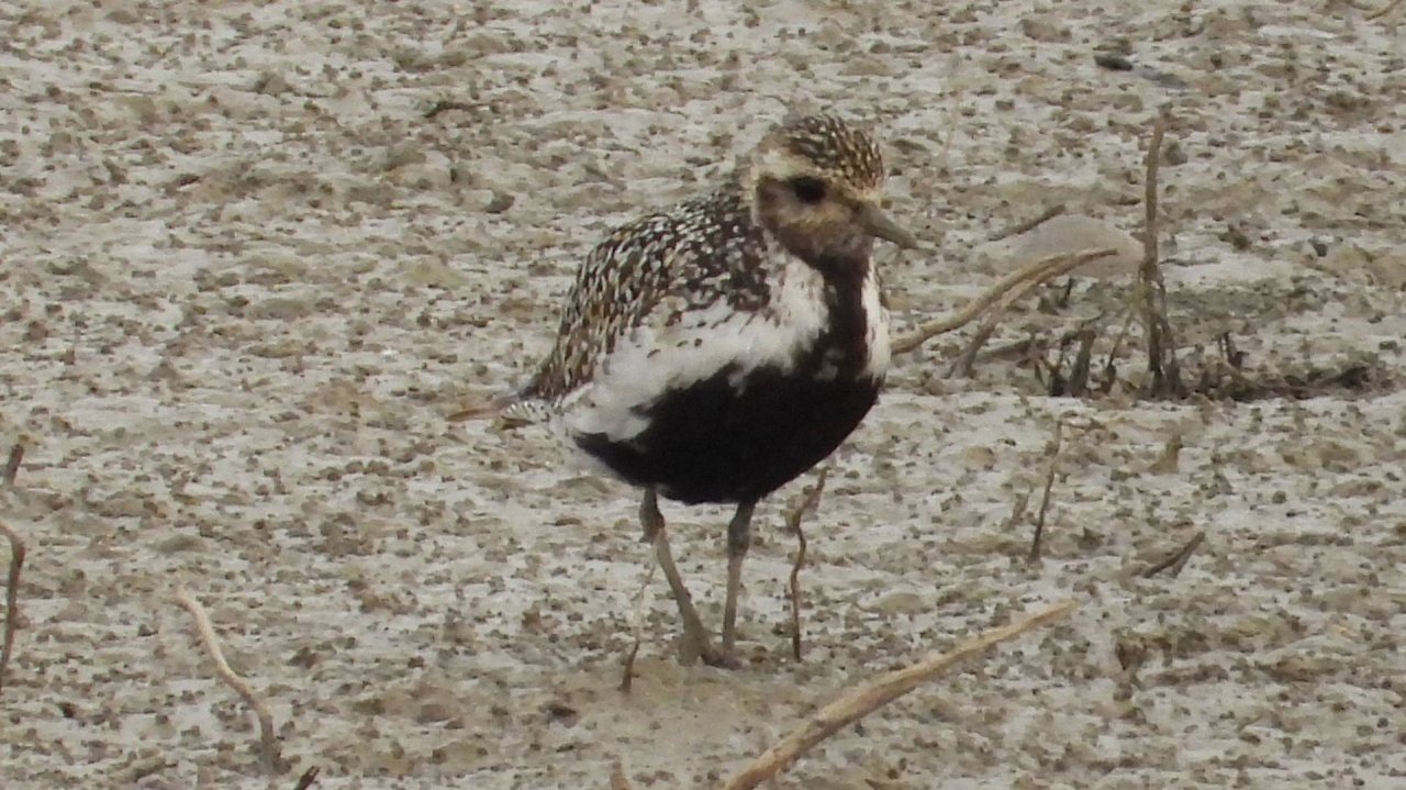 Красная Книга, Золотистая Ржанка, наблюдение птиц в Новгородской области, 13 сентября 2025