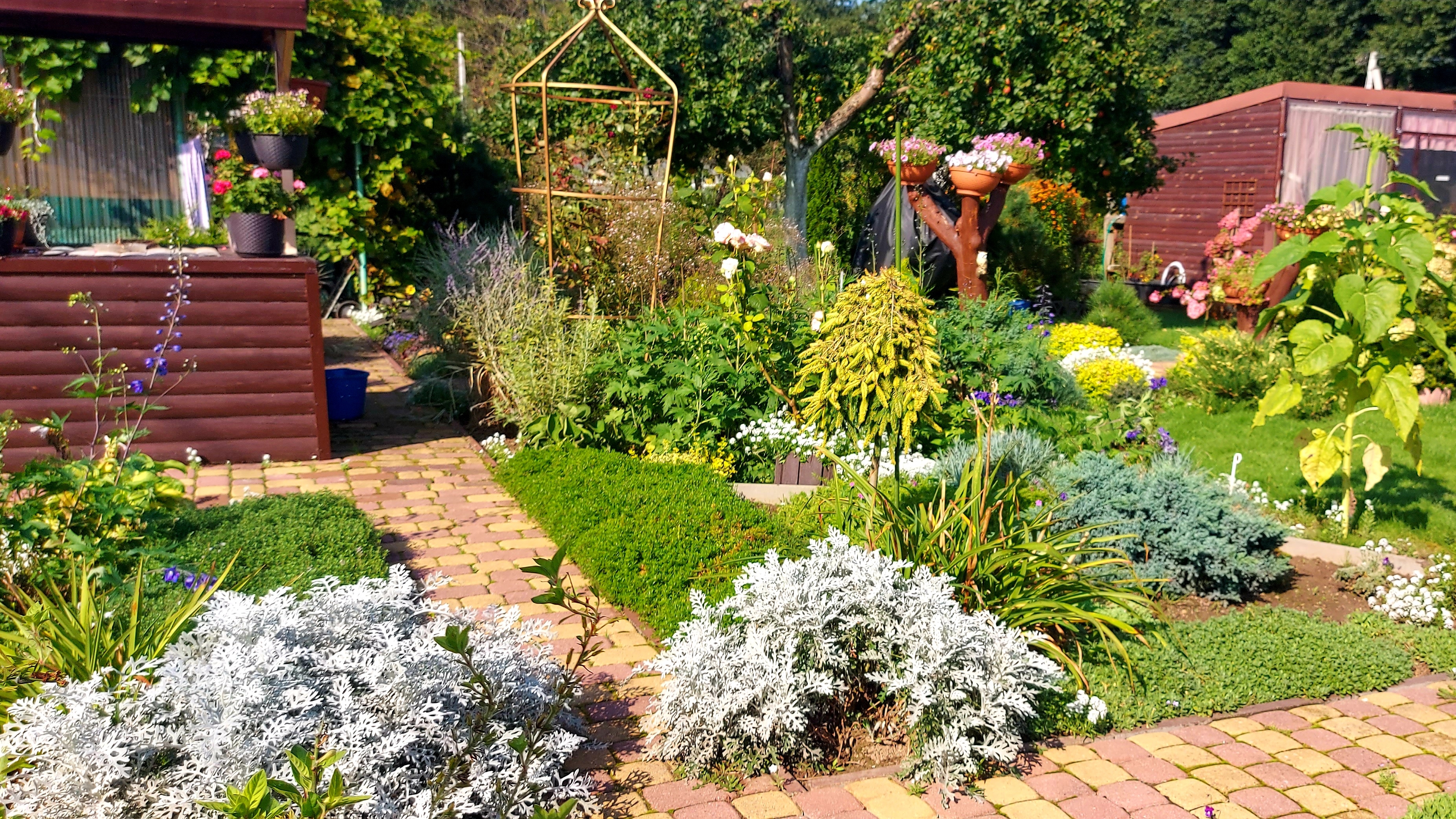 Осенние хлопоты ‐часть 2 🍁🌸🤪Посадки.пересадки,переделки🙃