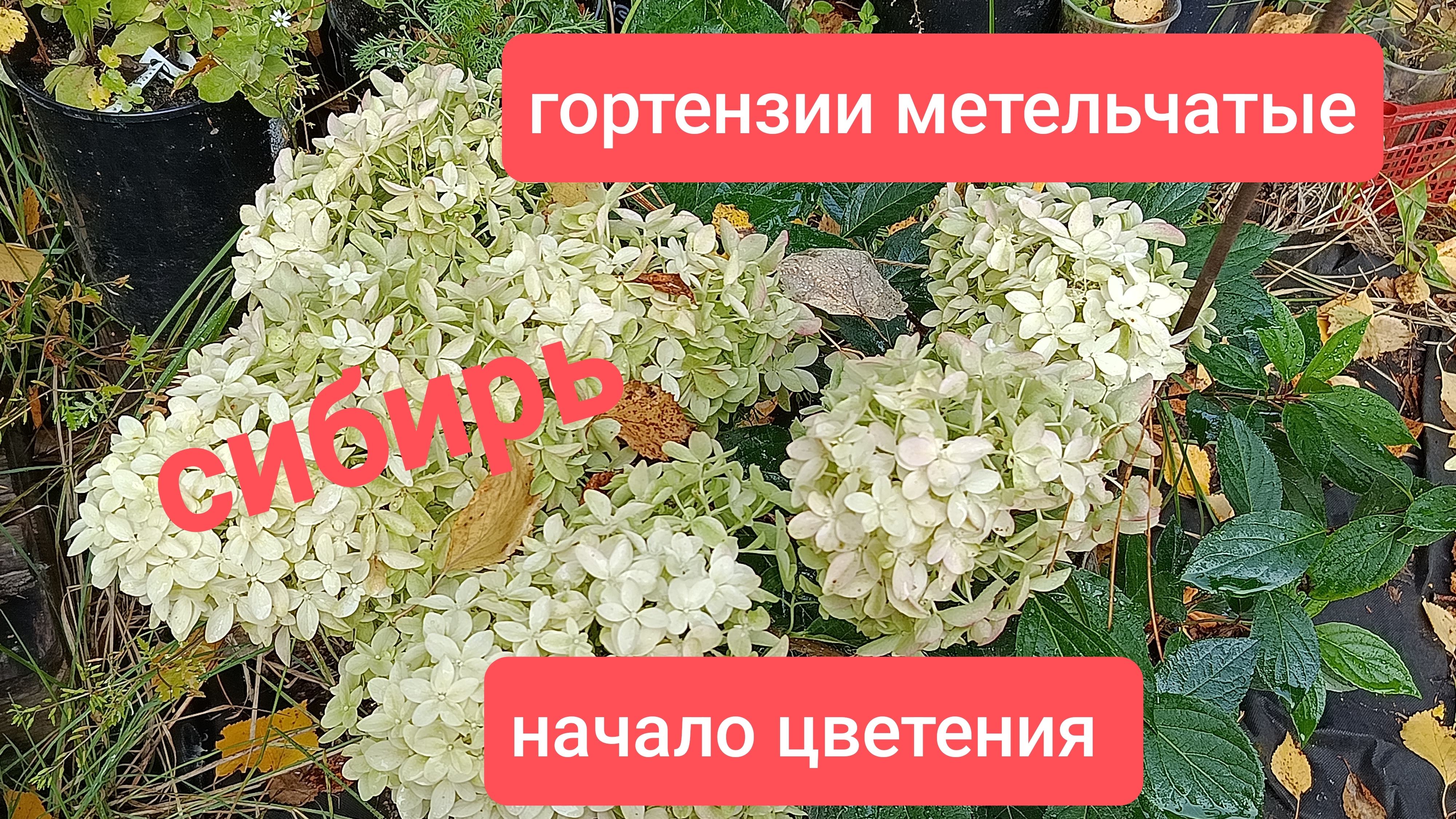 Метельчатые гортензии в Сибири. Начало цветения.