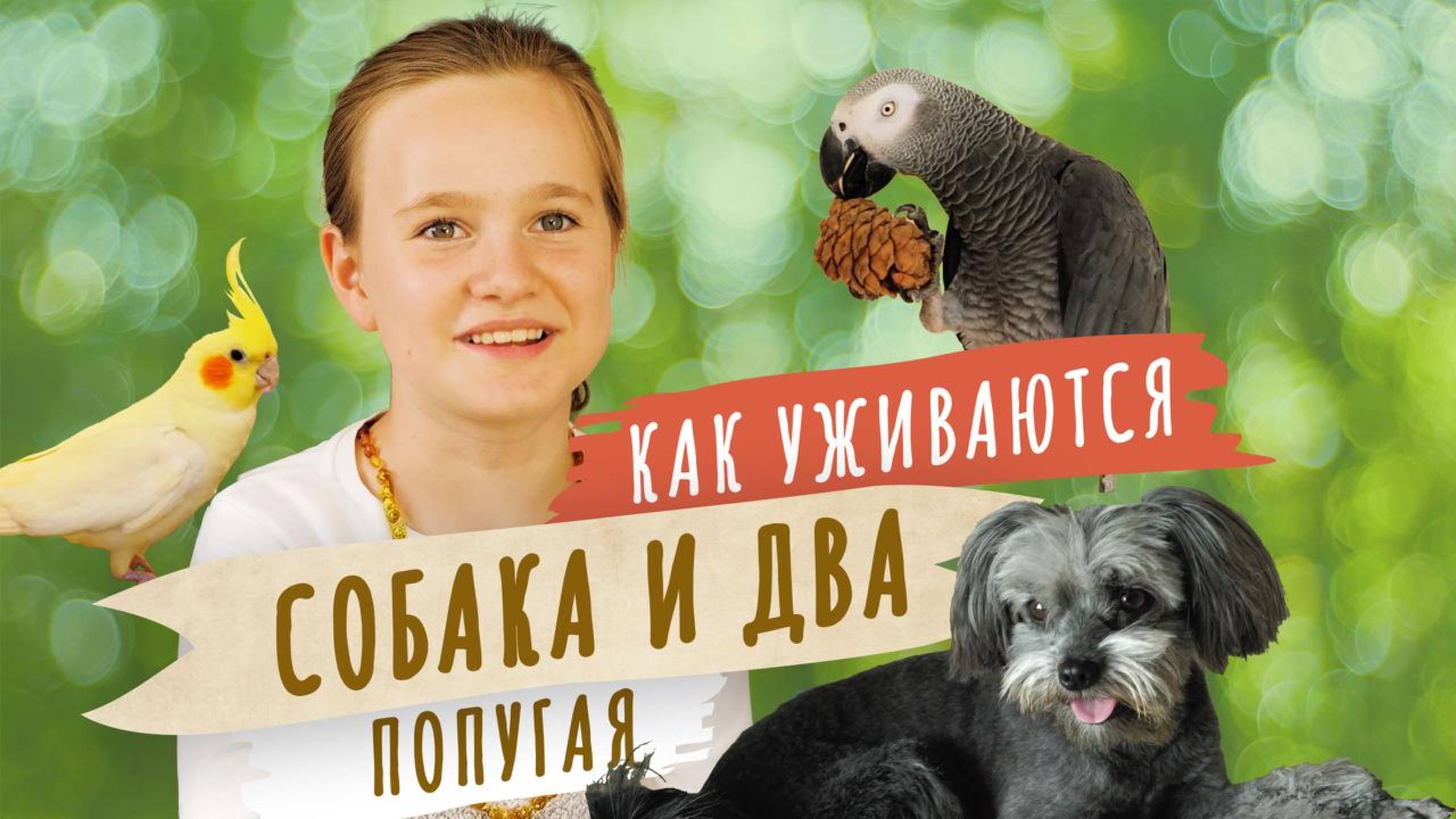 День Вредности у попугая Жако. Мой питомец.