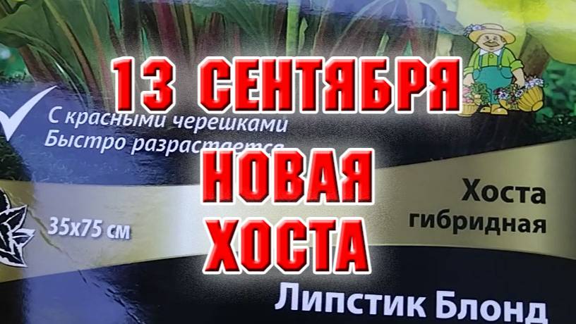 13 сентября. Хоста Липстик Блонд