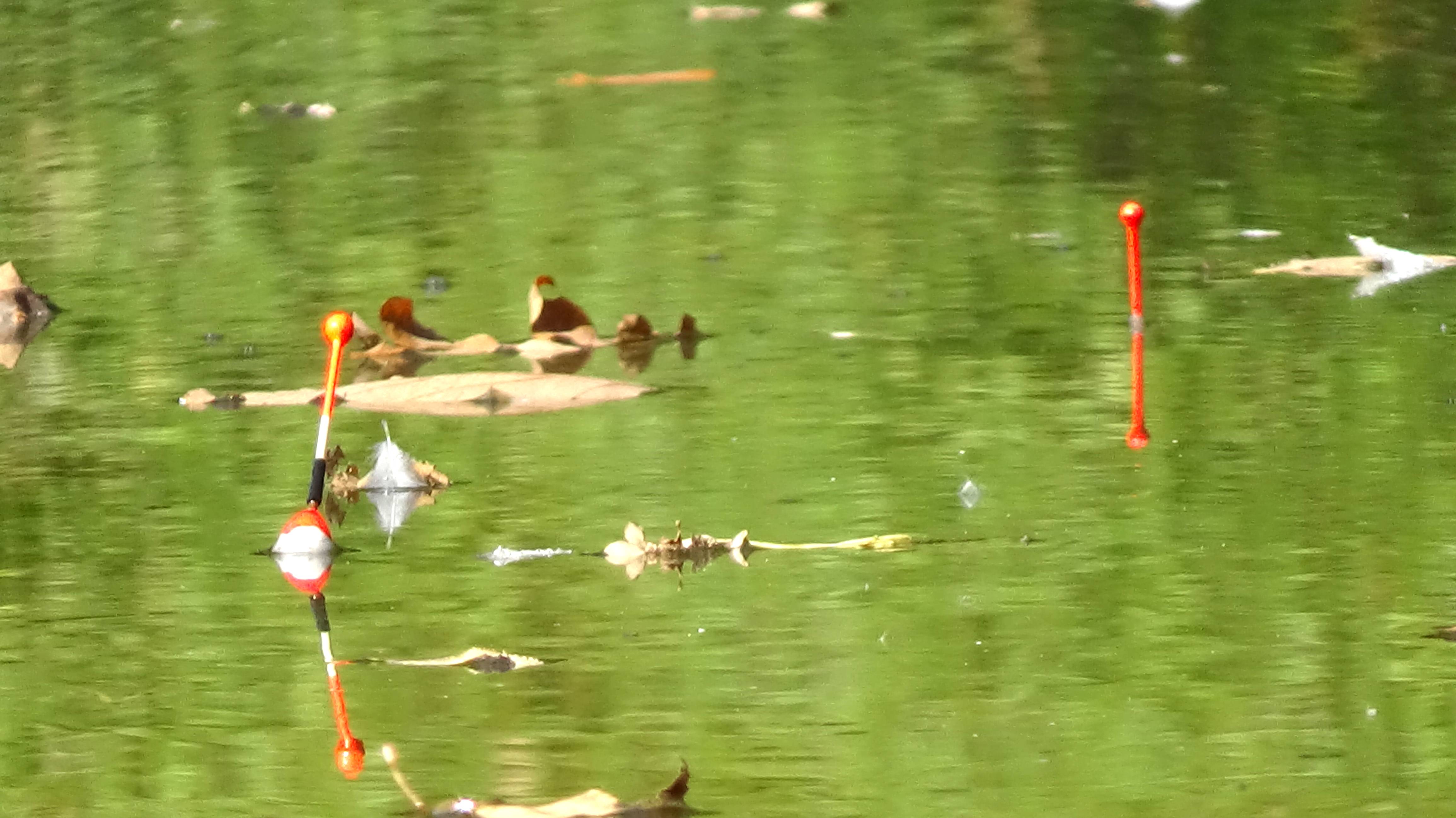 Рыбалка на карася на поплавок на пруду осенью, какие особенности ловли сейчас для простого карасика