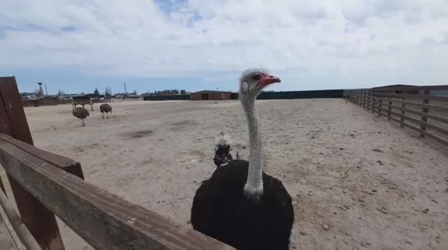 Сафари-парк на Арабатской стрелке