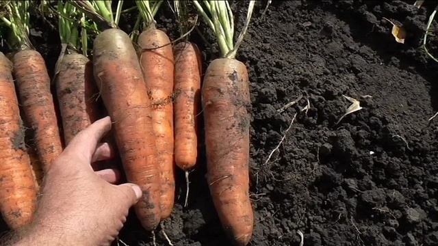 Морковь КОРОЛЕВА ОСЕНИ