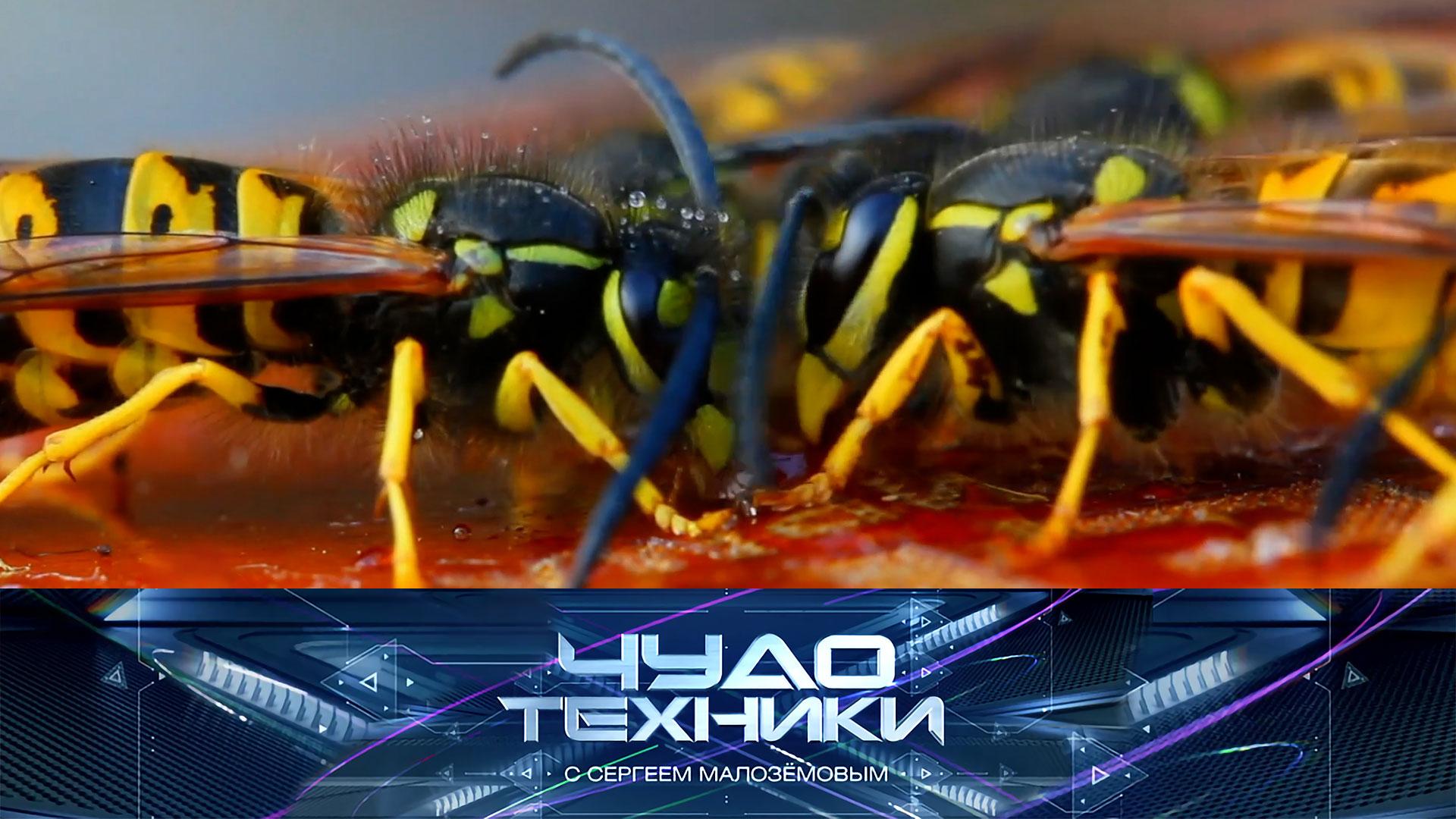 Способы борьбы с осами, новые правила оказания первой помощи и тест машинки-полотера | Чудо техники