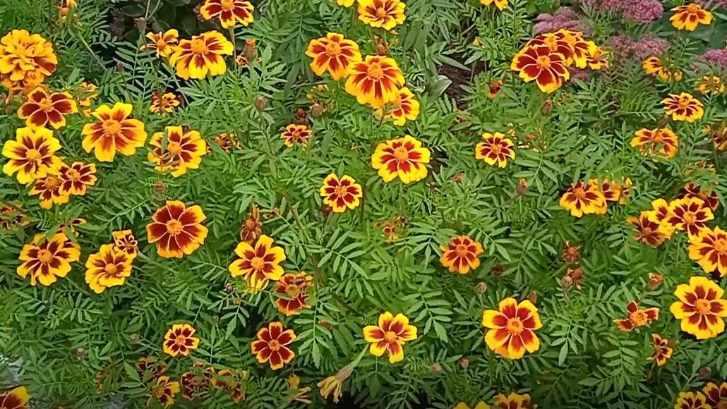 В чем польза бархатцев для осеннего сада огорода как они работают