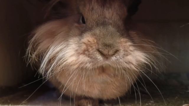 Бархатный носик Банникулы 😍🐰