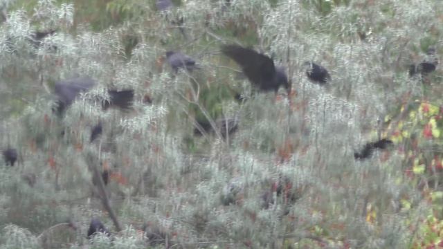 Вороны прилетают поклевать мою облепиху