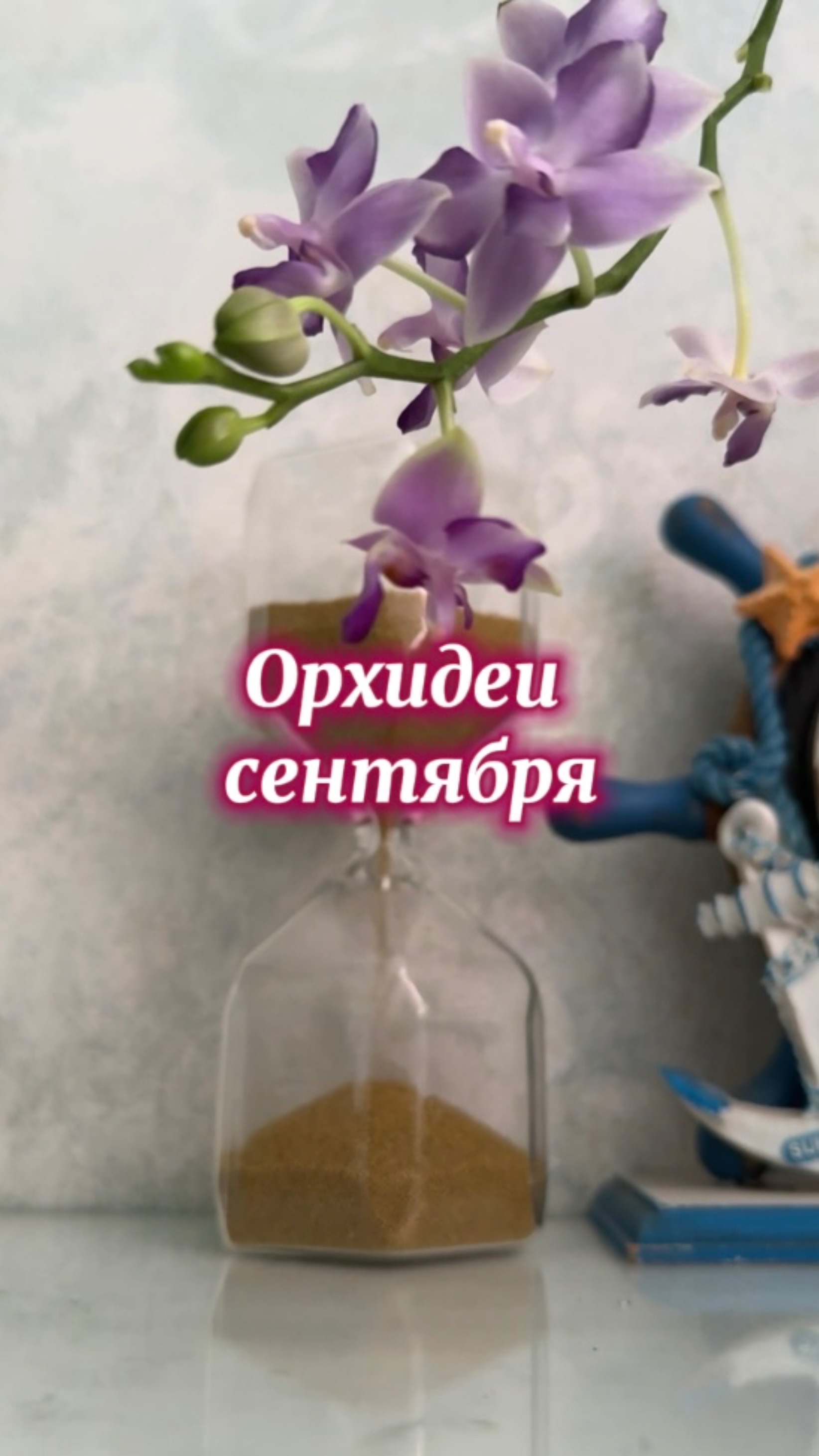 Орхидеи сентября