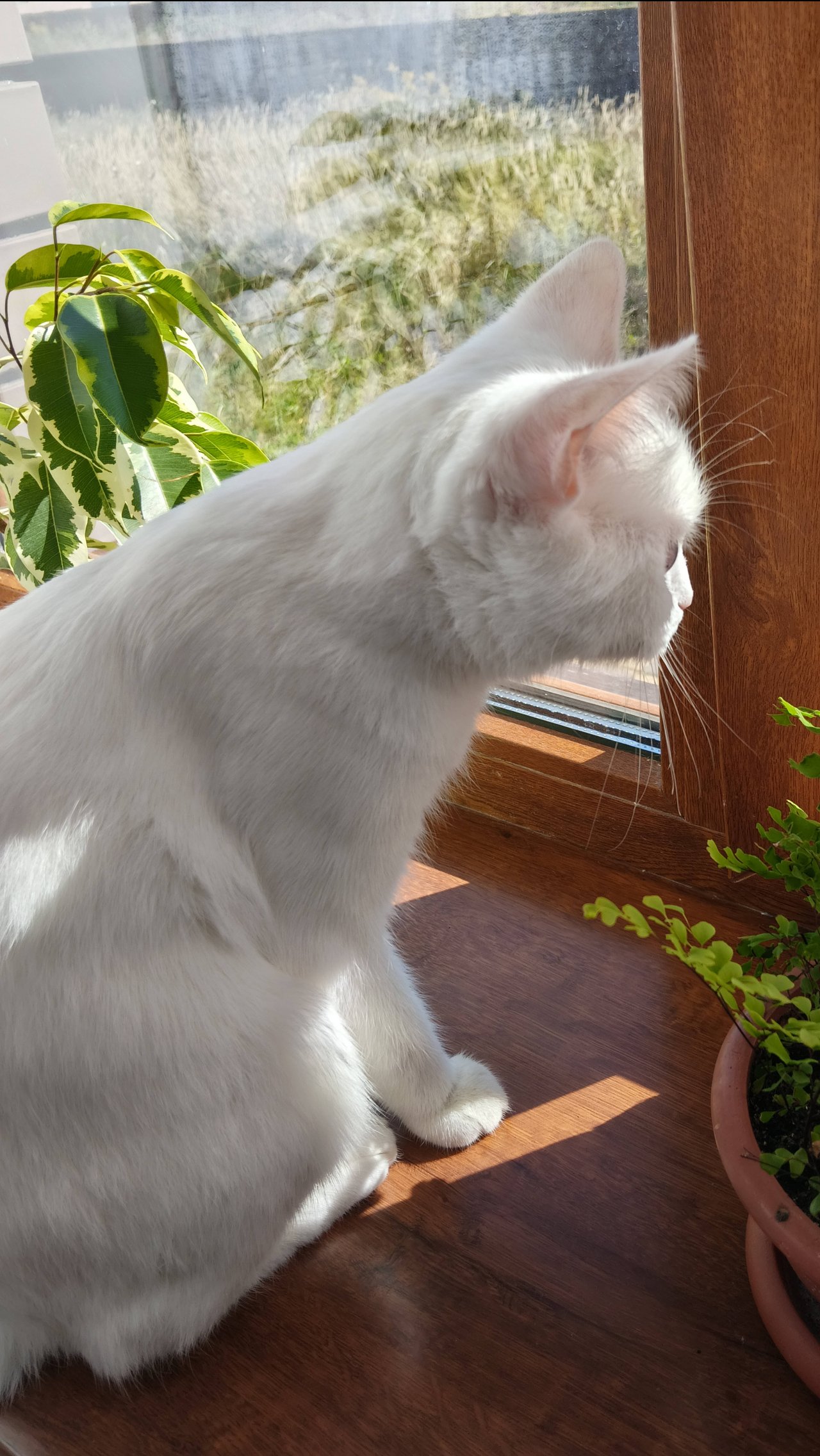 Наша кошечка😻 оцените видео🥰 Снимать ещё ролики с Бусей?