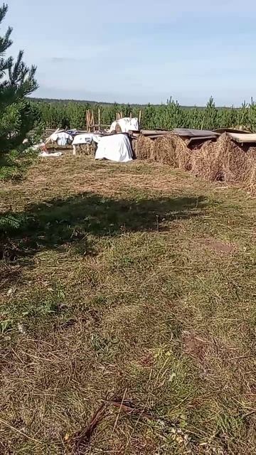 О заготовке сена 13.09.25