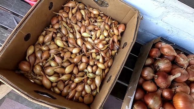 Урожай лука перед хранением