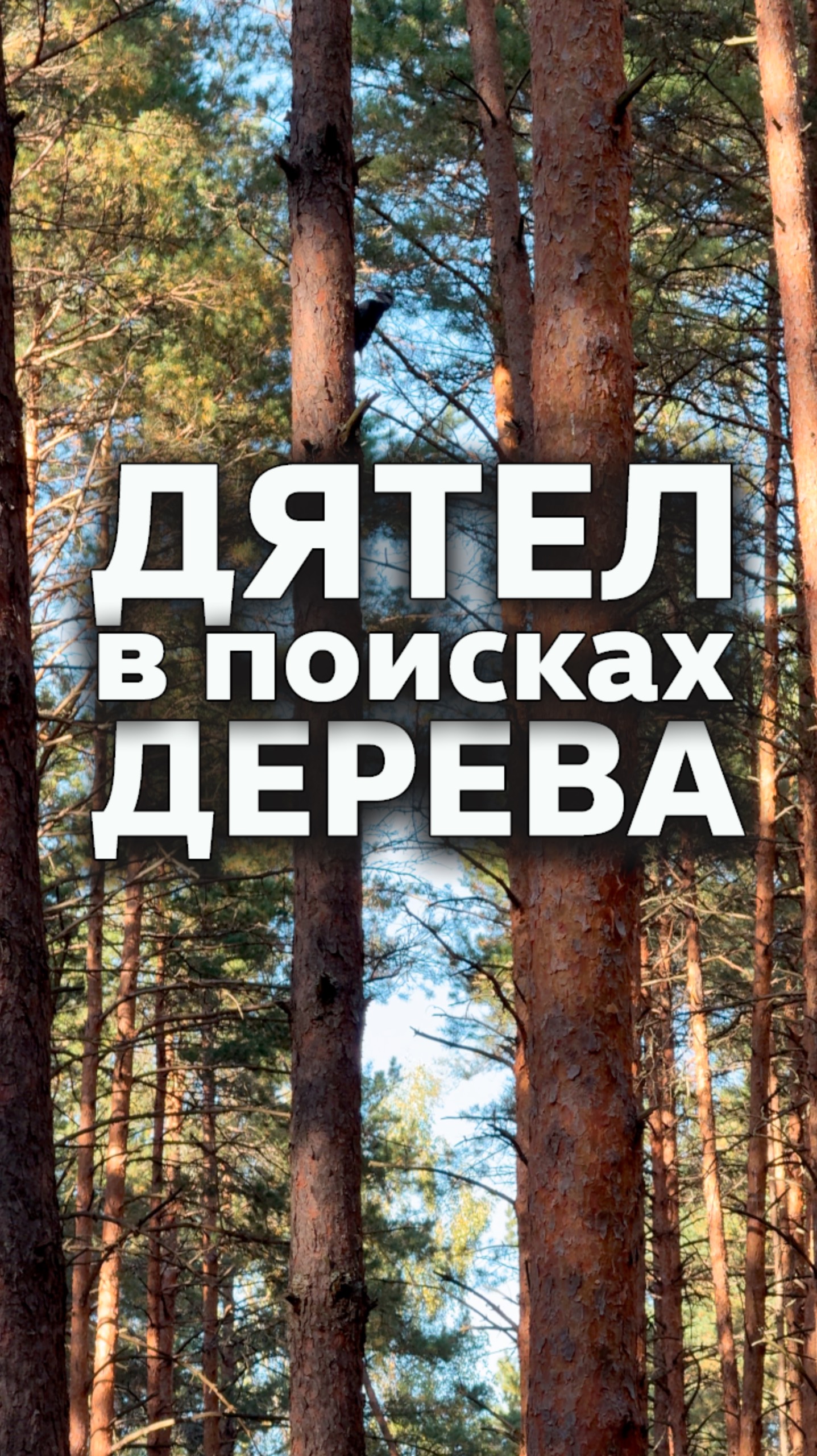 Дятел пробует деревья 🌳 #влесу