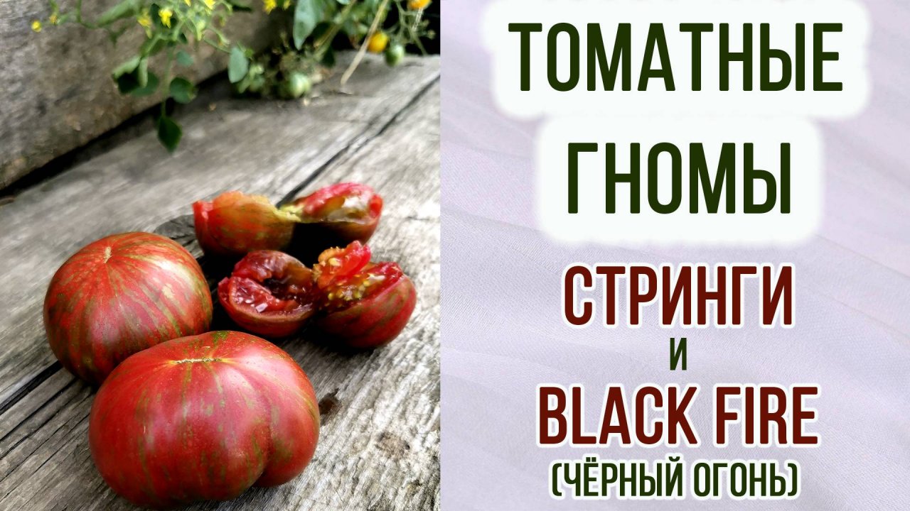 Гномы томатные "Стринги" и "Чёрный огонь"(black fire). Обзор + Отзыв. В чём разница. Урожайность.