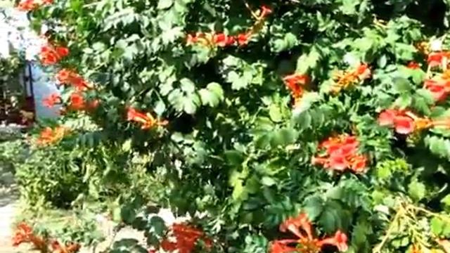 ЛИАНА, цветущая все лето. КАМПСИС или текома.