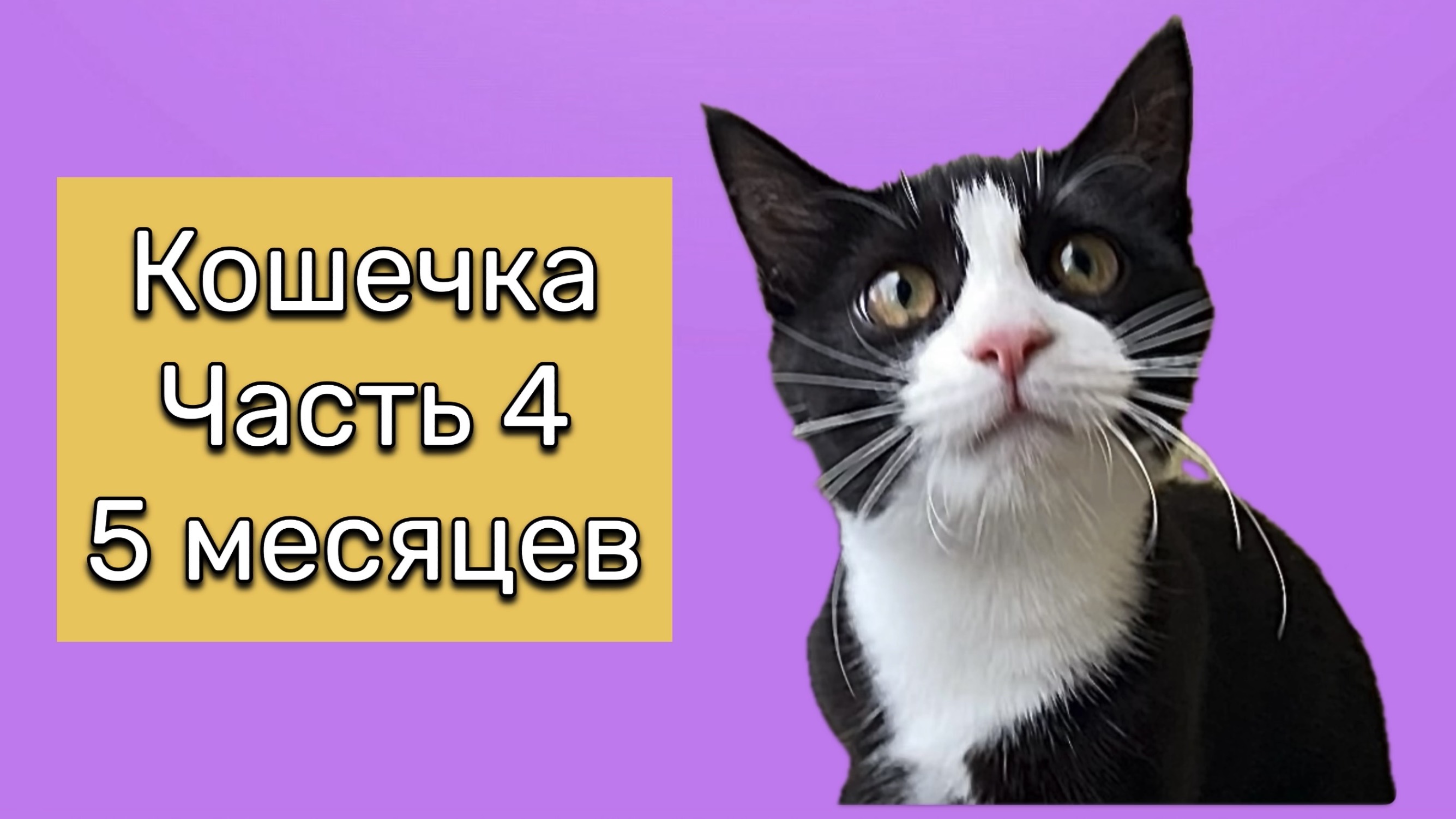 Как быстро растут котята! Нам уже 5 месяцев! Она стала такая большая! 15 сентября 2025 года.