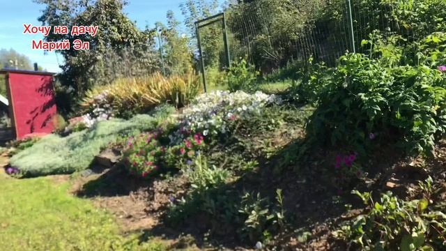 Начала высаживать многолетние растения,  перед террасой. Привела в порядок зону огорода.