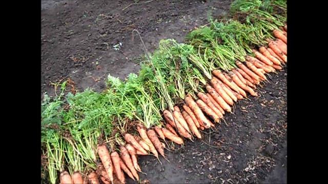 Когда убирать морковь