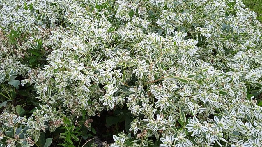 Так цветет Молочай окаймленный в сентябре который просто вырастить