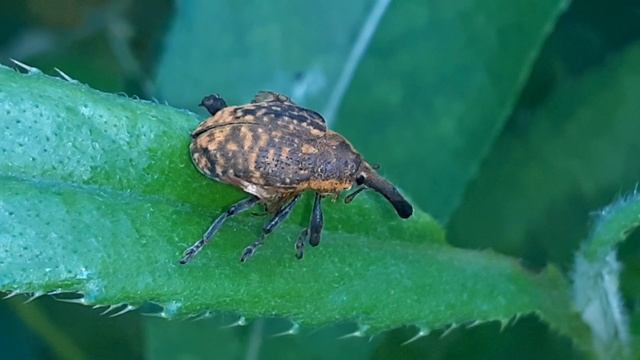 Долгоносик