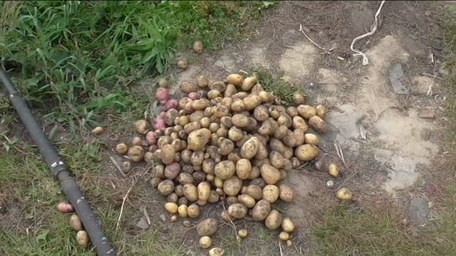 Урожайность разных сортов картофеля