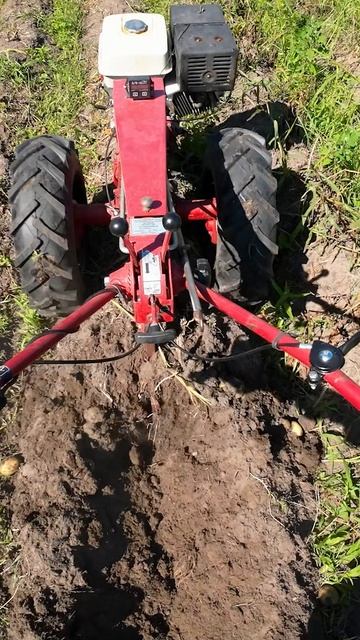 Выскакивает третья передача при копке картофеля мотоблоком МТЗ Беларус 09Н с распашной копалкой.