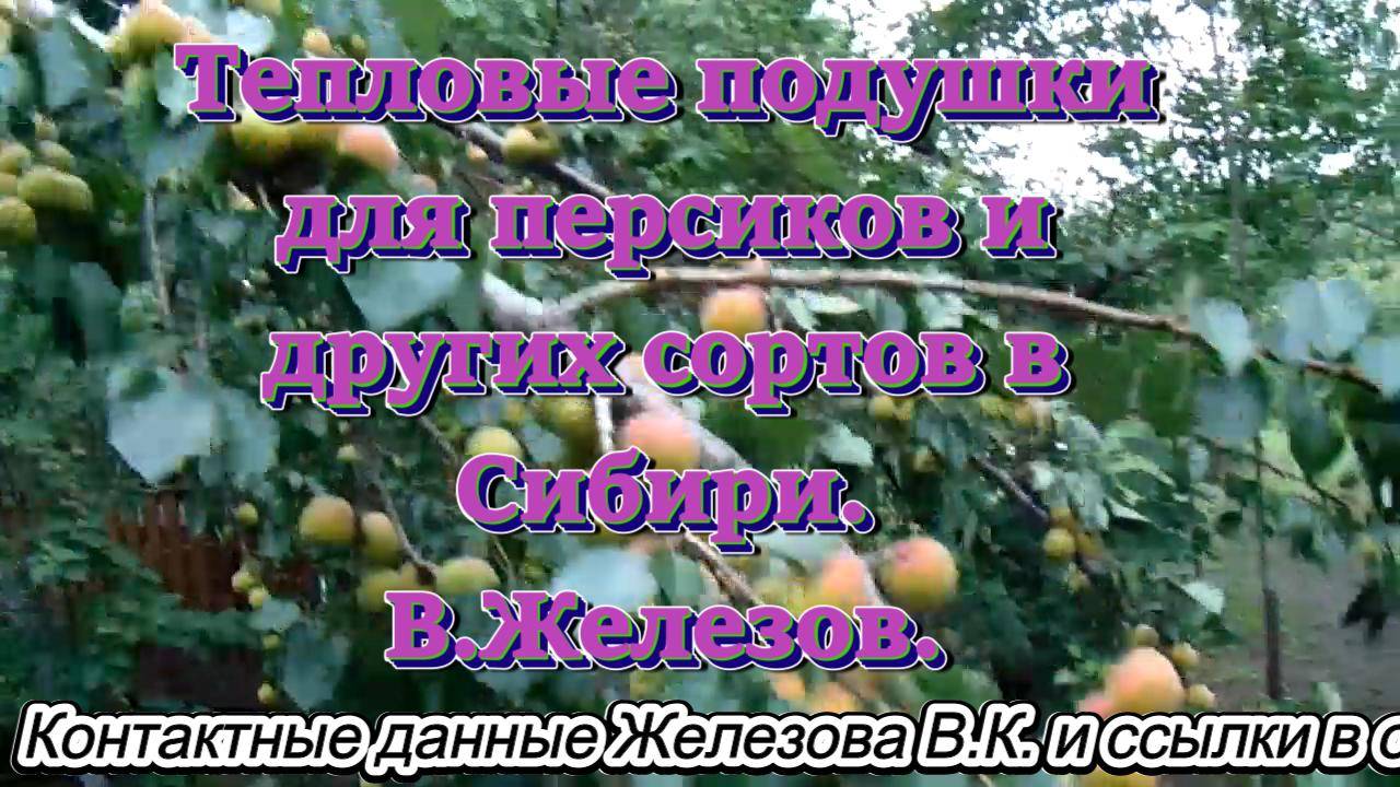 Тепловые подушки для персиков и других сортов в Сибири. В.Железов.