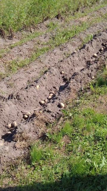 Первый ряд комом! Копаю картошку мотоблоком МТЗ Беларус 09Н распашной картофелекопалкой.