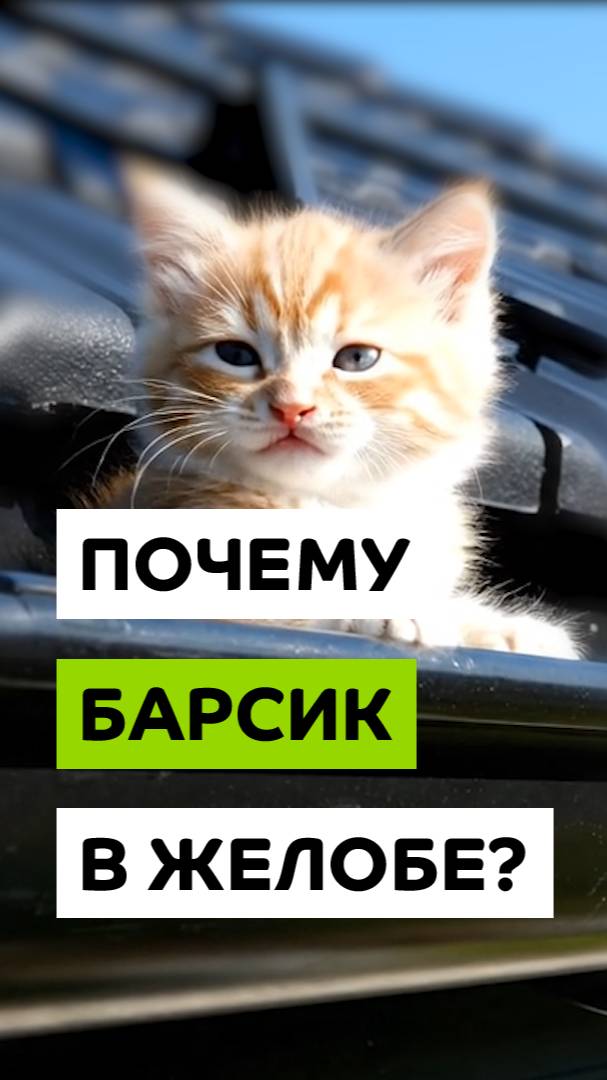 Купи водосточку по акции – порадуй котика!